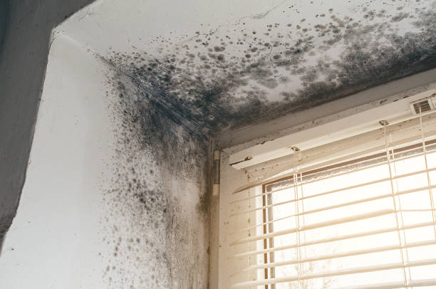 Affordable Mold Cleanup solutions in Renovo, PA
