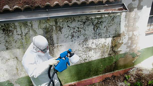 Top rated local Mold Cleanup specialists in Renovo, PA